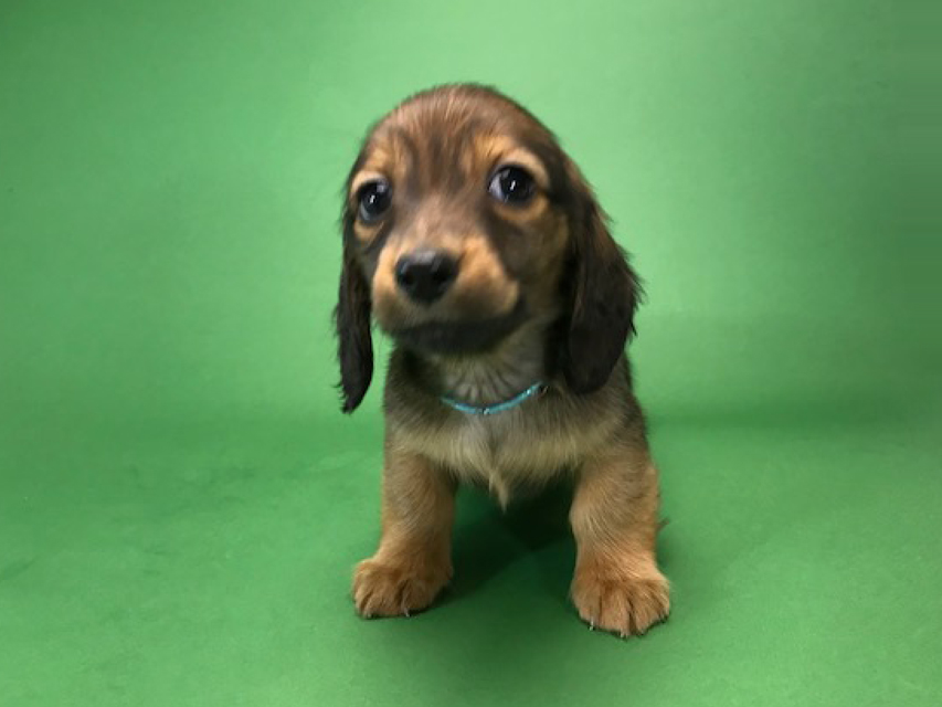 カニンヘンダックス いちご & ジムの子犬 レッド 男の子