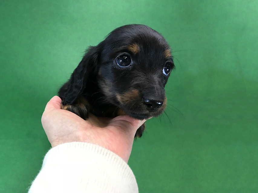 カニンヘンダックス いちご & ジムの子犬 ブラックタン 女の子IMG_7756 カニンヘンダックス いちご & ジムの子犬 ブラックタン 女の子