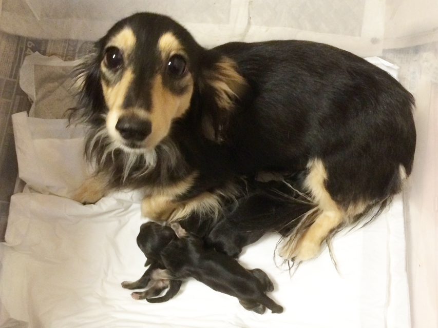 ダックスフンド カニンヘン オーシャン 7/13出産しました