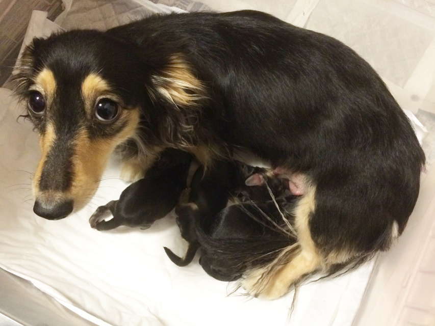 ダックスフンド カニンヘン オーシャン 7/13出産しました