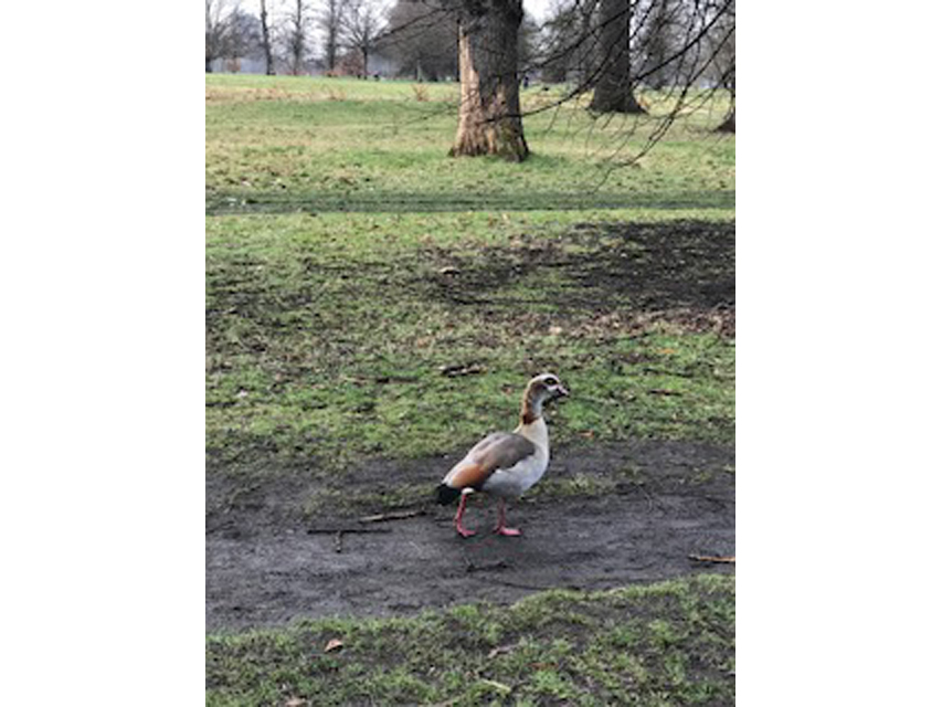 Crufts 2018 ロンドンで見かけた犬達