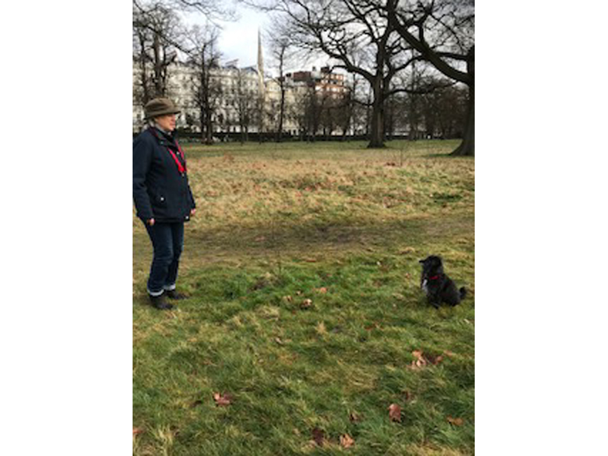 Crufts 2018 ロンドンで見かけた犬達