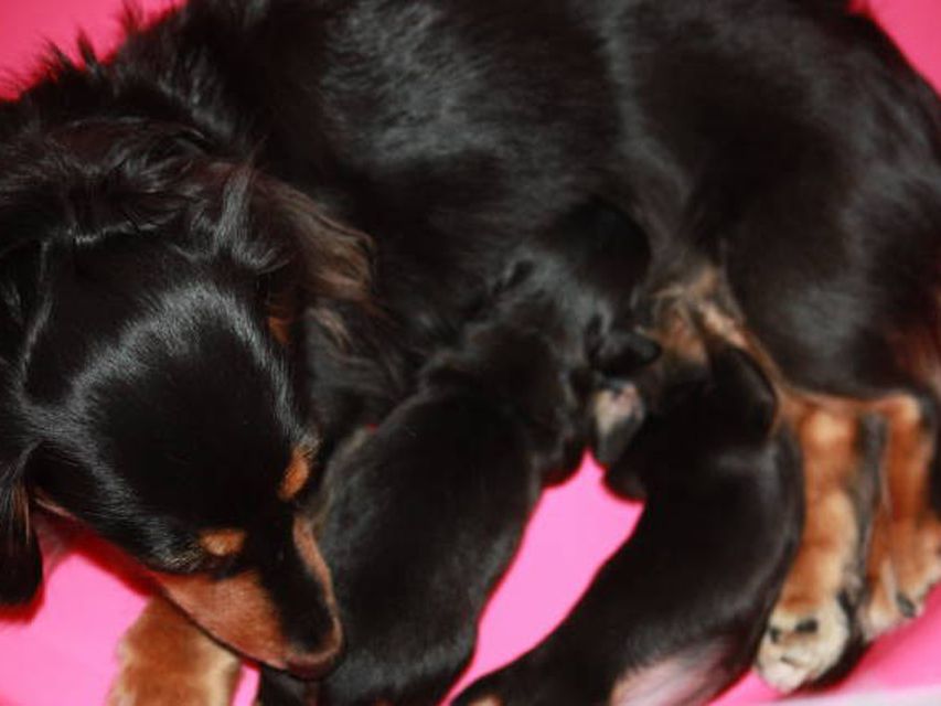 カニンヘンのいちごが7/10出産しました ブラック系男の子１、女の子１