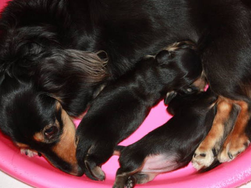 カニンヘンのいちごが7/10出産しました ブラック系男の子１、女の子１