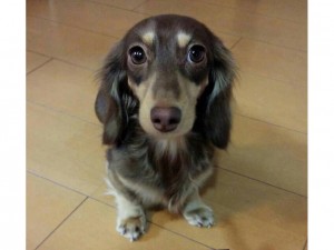 カニンヘン ティンク.hb カニンヘン ティンク.hb