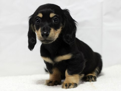 ブラッククリーム カニンヘンダックス