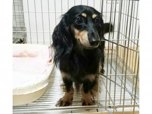 ブラッククリーム カニンヘンダックス 細川様ご愛犬