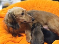 カニンヘン ティアラ & オスカルの赤ちゃん 3月28日生まれ