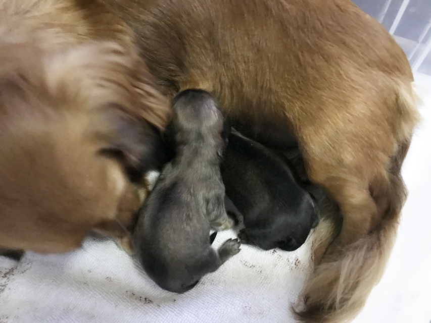 カニンヘンダックスフンド リールー 10/11出産しました カニンヘンダックスフンド リールー 10/11出産しました