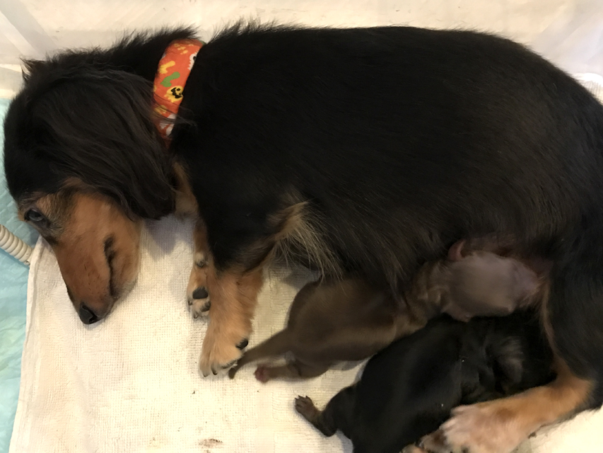 ダックスフンド カニンヘン 黒豆 10/24出産しました ダックスフンド カニンヘン 黒豆 10/24出産しました