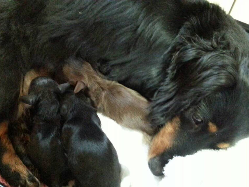 カニンヘン レイ 6/1出産しました チョコ系男の子1、ブラック系女の子2