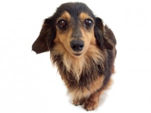 アリス.mi 超極小カニンヘン ダックスフンド 2.1kg ブラックタン アリス.mi 超極小カニンヘン ダックスフンド 2.1kg ブラックタン