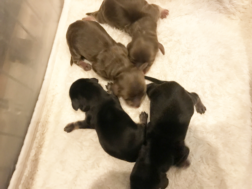 ダックスフンド　カニンヘン　ピノ 11/16出産しました