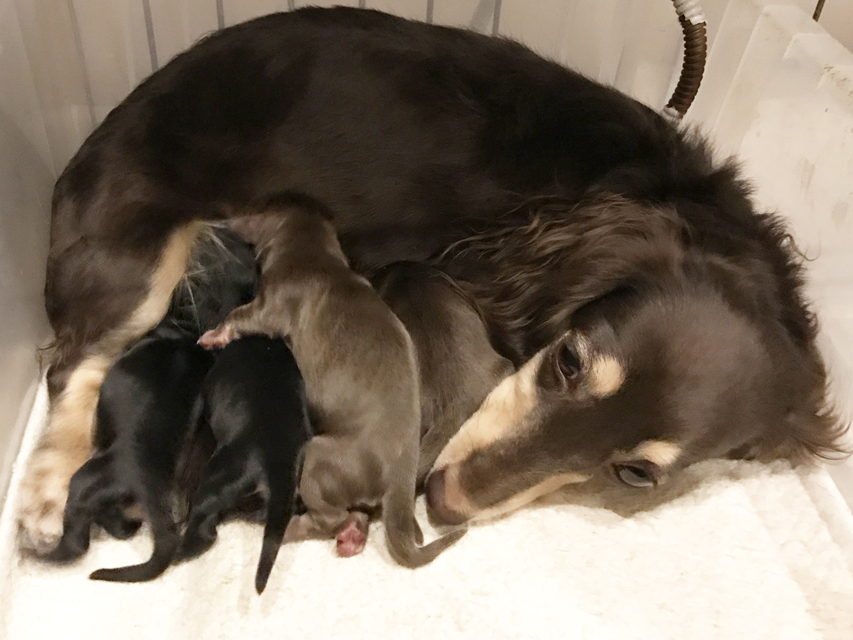 ダックスフンド　カニンヘン　ピノ 11/16出産