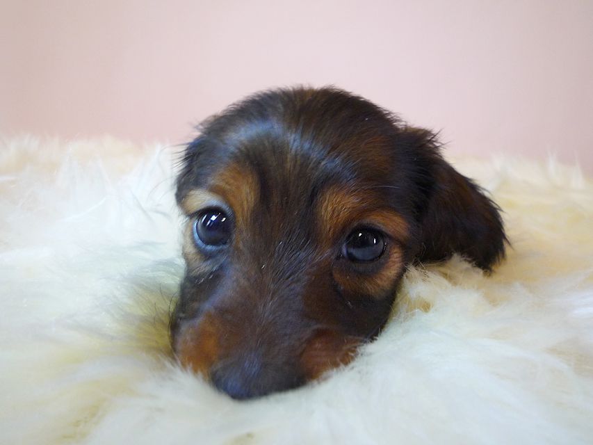 ダックスフンド カニンヘン 亜俐 & ソラの子犬 レッド 女の子①P1010579 ダックスフンド カニンヘン 亜俐 & ソラの子犬 レッド 女の子①