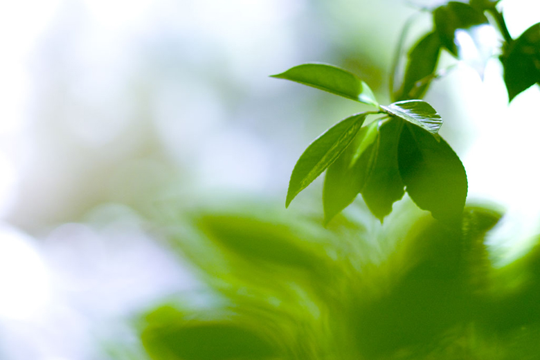 宮崎県のお客様へカニンヘン子犬のご案内 宮崎県のお客様へカニンヘン子犬のご案内