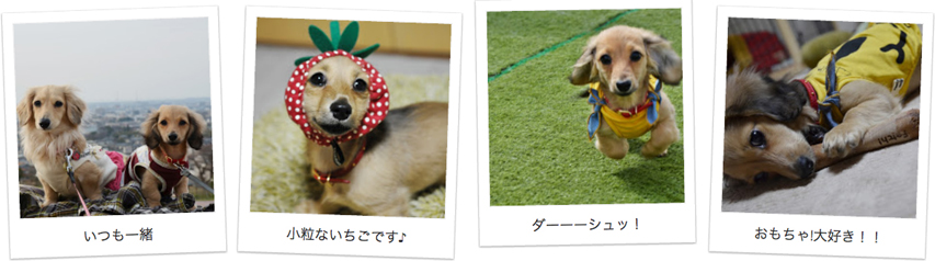 石川県のお客様からミニチュアダックスのお写真をお送りいただきました