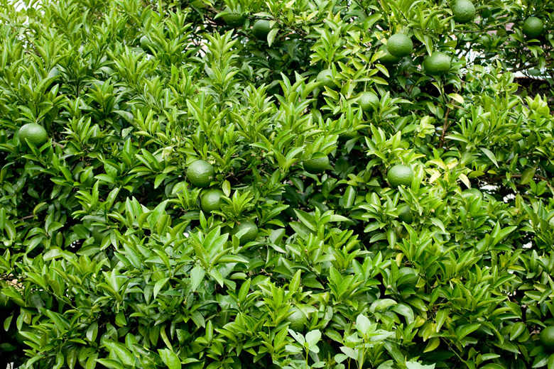 和歌山県のお客様へカニンヘン子犬のご案内 和歌山県のお客様へカニンヘン子犬のご案内