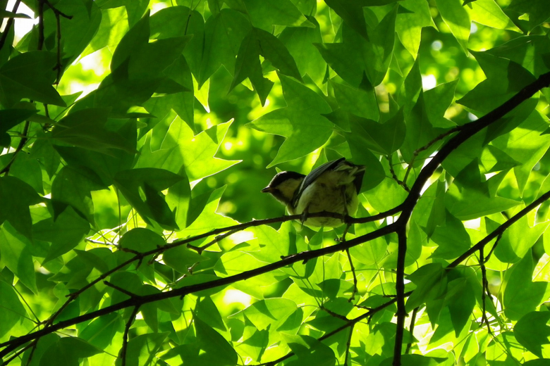 鹿児島県のお客様へカニンヘン子犬のご案内