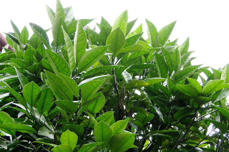 長崎県のお客様へカニンヘン子犬のご案内