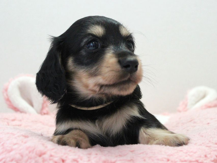 ダックスフンド カニンヘン メリア & ダルク君の子犬 ブラッククリーム 男の子③