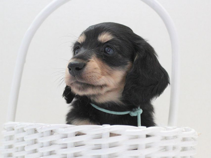 ダックスフンド カニンヘン メリア & ダルク君の子犬 ブラッククリーム 男の子②