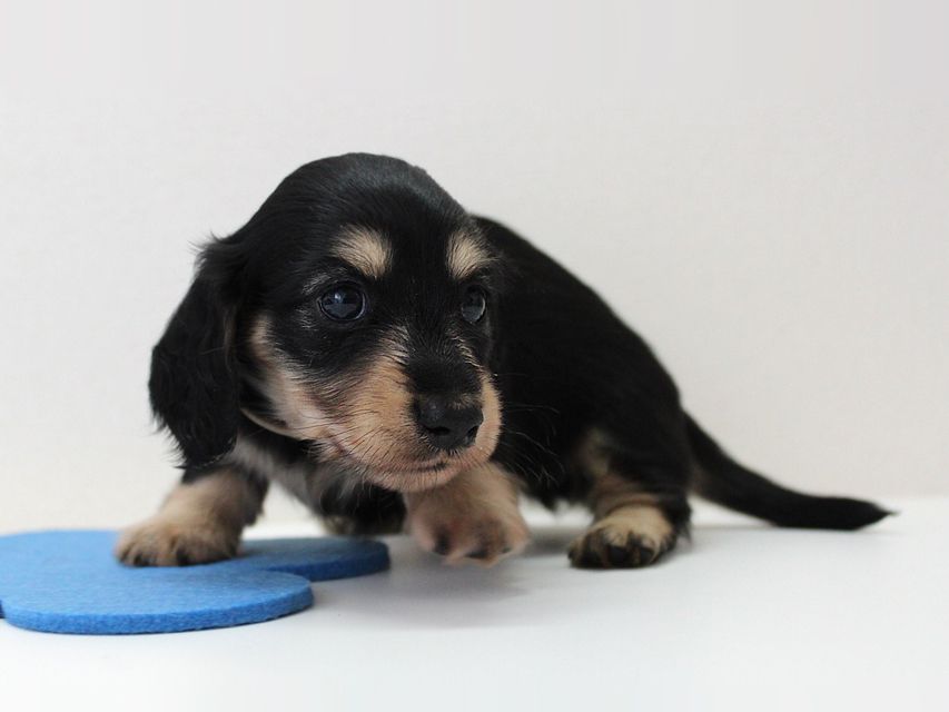 ダックスフンド カニンヘン メリア & ダルク君の子犬 ブラッククリーム 男の子③