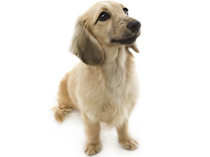 アンジュ JKCチャンピオン直娘 カニンヘンダックス2.9kg 女の子 シェーデットクリーム