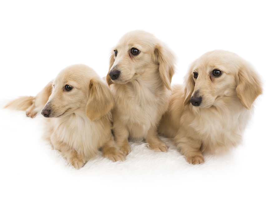 ダックスフンド クリーム スピリッツ オブ グロリアス フジ00三頭_J9A3377-Edit ダックスフンド クリーム スピリッツ オブ グロリアス フジ