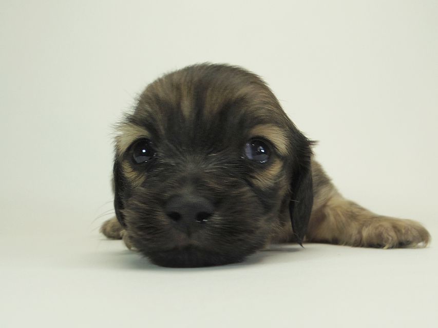 ダックスフンド カニンヘン シャーロット.cs & ジムダンディの子犬 シェーデットクリーム 男の子 お写真初登場3 ダックスフンド カニンヘン シャーロット.cs & ジムダンディの子犬 シェーデットクリーム 男の子 お写真初登場