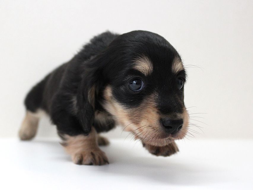 ダックスフンド カニンヘン メリア & ダルク君の子犬 ブラッククリーム 男の子②