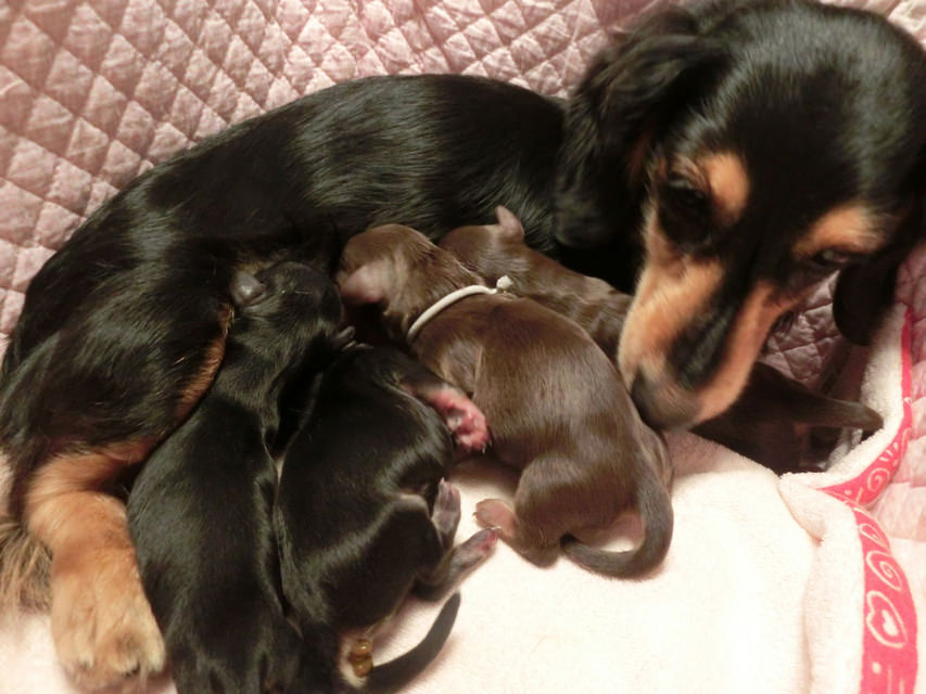 2013.12.23 カニンヘンのマノン.Aが出産しました