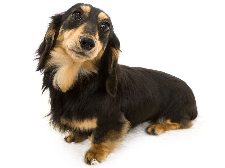 カニンヘンダックス ビギbiki1 カニンヘンダックス ビギ