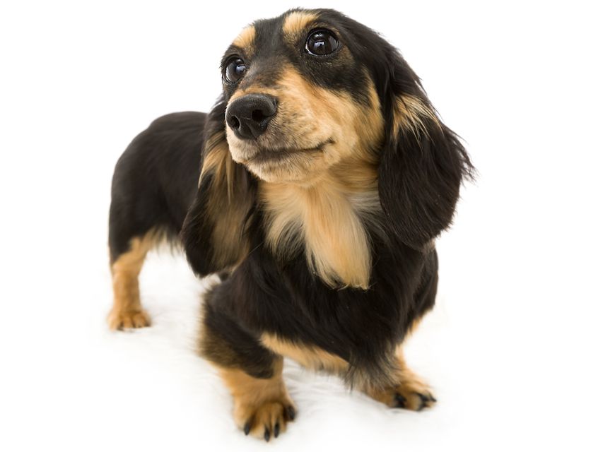 カニンヘンダックス ビギbiki2 カニンヘンダックス ビギ