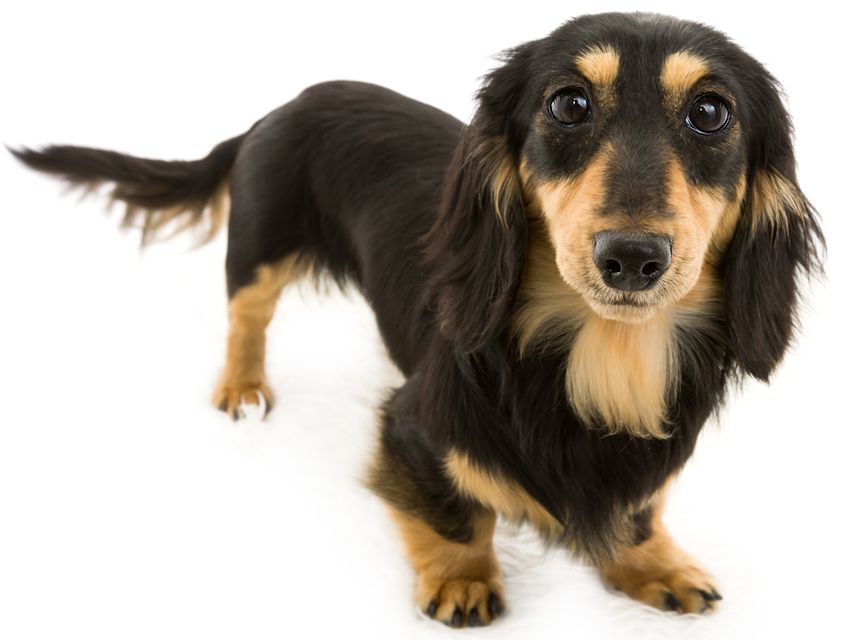 カニンヘンダックス ビギ カニンヘンダックス ビギ