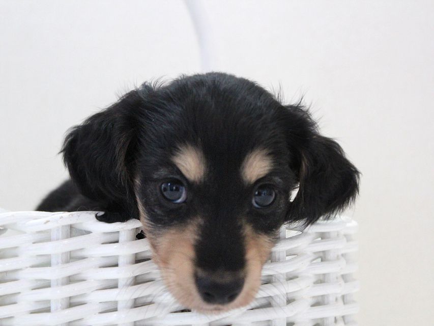 ダックスフンド メリア & ダルク君の子犬 ブラッククリーム 男の子③ルイ1 ダックスフンド カニンヘン メリア & ダルク君の子犬 ブラッククリーム 男の子③