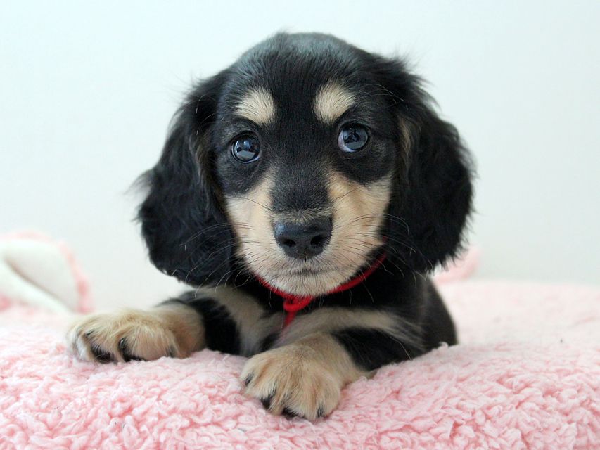 ダックスフンド メリア & ダルク君の子犬 ブラッククリーム 男の子③