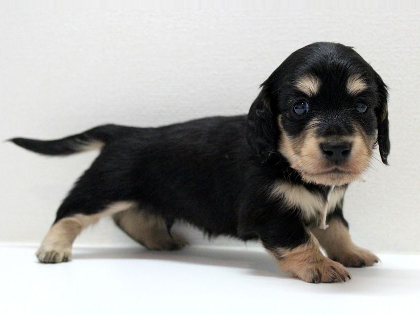 ダックスフンド カニンヘン メリア & ダルク君の子犬 ブラッククリーム 男の子②