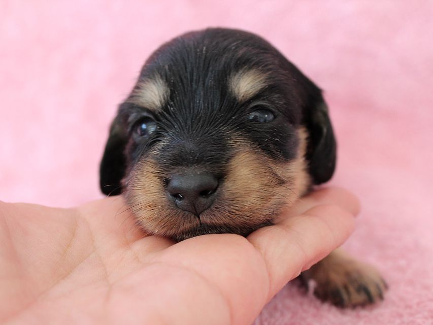 ダックスフンド カニンヘン メリア & ダルク君の子犬 ブラッククリーム 女の子ミルカ1 ダックスフンド カニンヘン メリア & ダルク君の子犬 ブラッククリーム 女の子