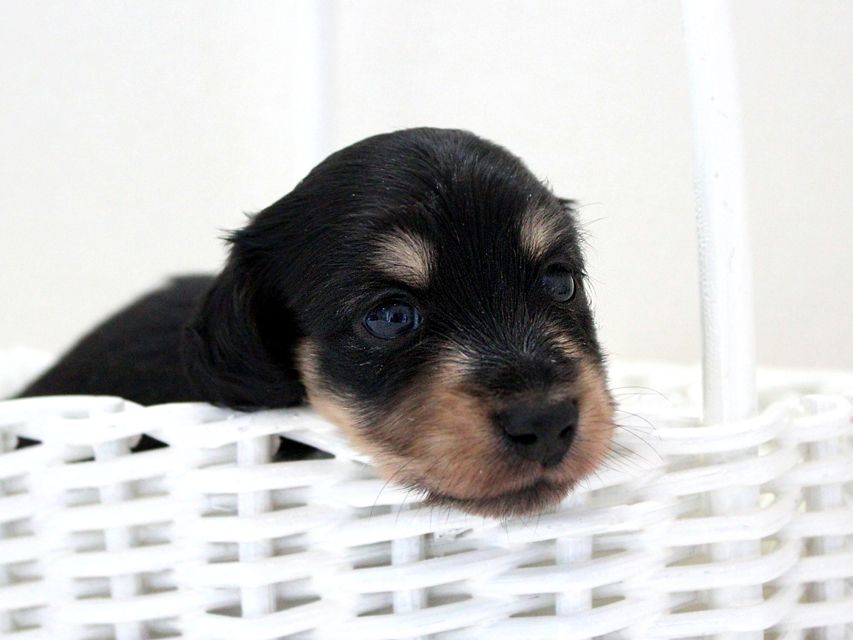 ダックスフンド カニンヘン メリア & ダルク君の子犬 ブラッククリーム 女の子