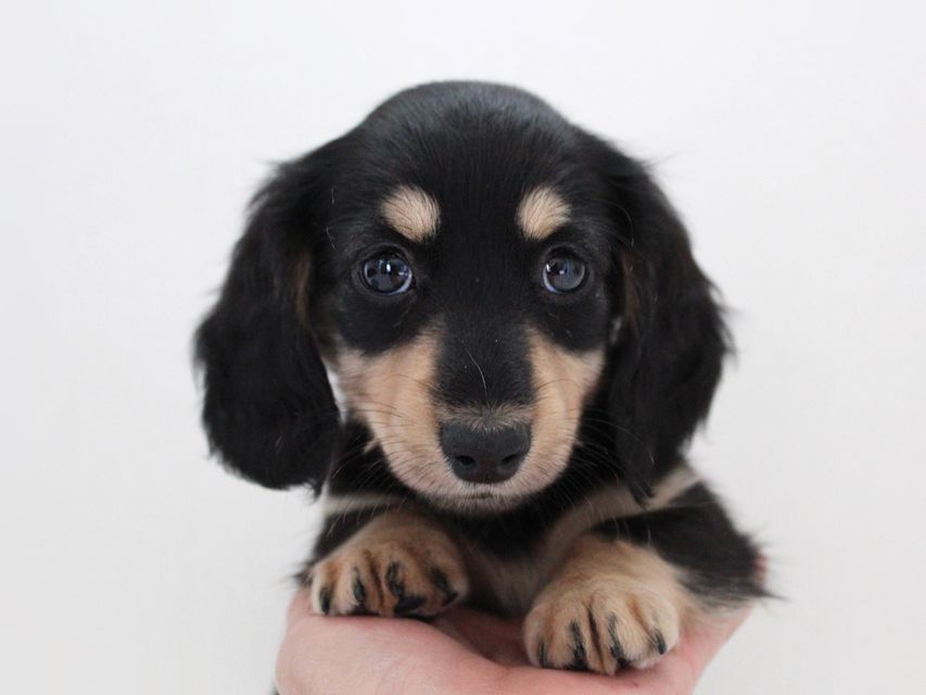 ダックスフンド カニンヘン メリア & ダルク君の子犬 ブラッククリーム 女の子ミルカ1 ダックスフンド カニンヘン メリア & ダルク君の子犬 ブラッククリーム 女の子