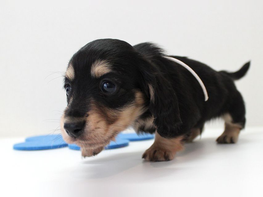 ダックスフンド カニンヘン メリア & ダルク君の子犬 ブラッククリーム 男の子②