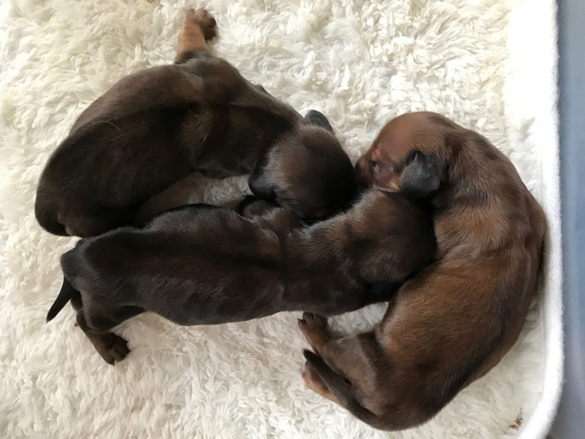 カニンヘンダックス キュリ 6/19子犬の出産 カニンヘンダックス キュリ 6/19子犬の出産