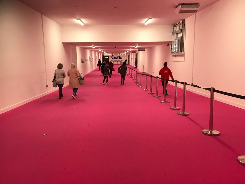 Crufts 2018 ベストインショーdachshund02 Crufts 2018 ベストインショー