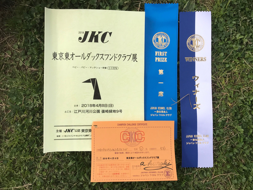【ドッグショー】東京東オールダックスフンドクラブ展 フレディ JKCチャンピオン完成
