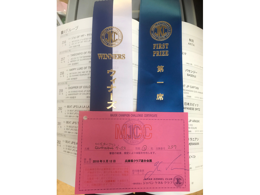 【ドッグショー】兵庫県クラブ連合会展　竹千代　MCCカードを獲得