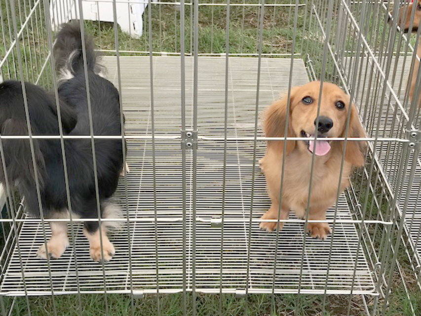 ドッグショー ダックスフンド TAKECHIYO OF FUJI EARTH FIELD JP 静岡東コレクションドッグクラブ展 パピーの部エクセレント