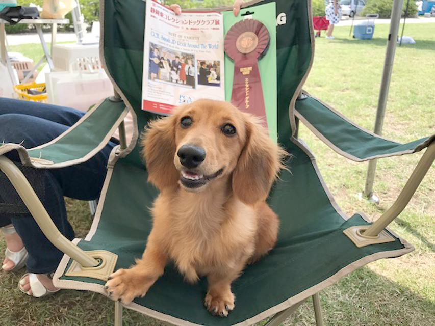 ドッグショー ダックスフンド TAKECHIYO OF FUJI EARTH FIELD JP 静岡東コレクションドッグクラブ展 パピーの部エクセレント