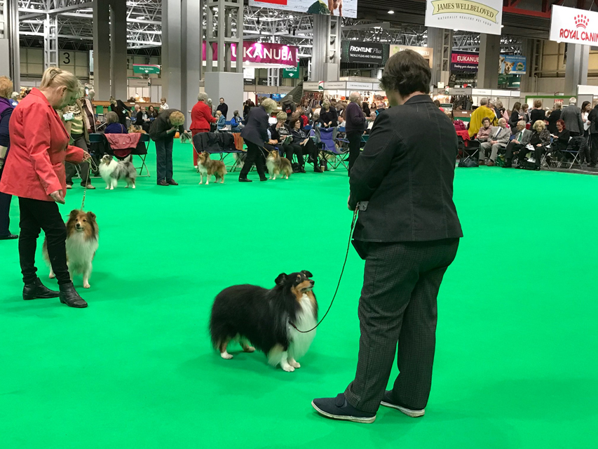 Crufts 2018 いよいよクラフトスタート