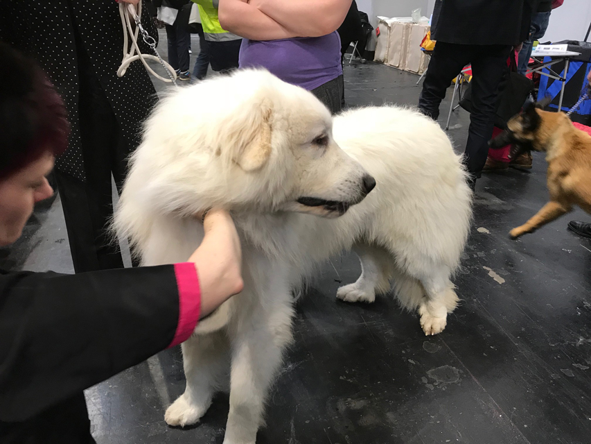 Crufts 2018 いよいよクラフトスタート
